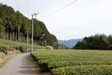 #1056.G1 新田茶工場：特上かりがね