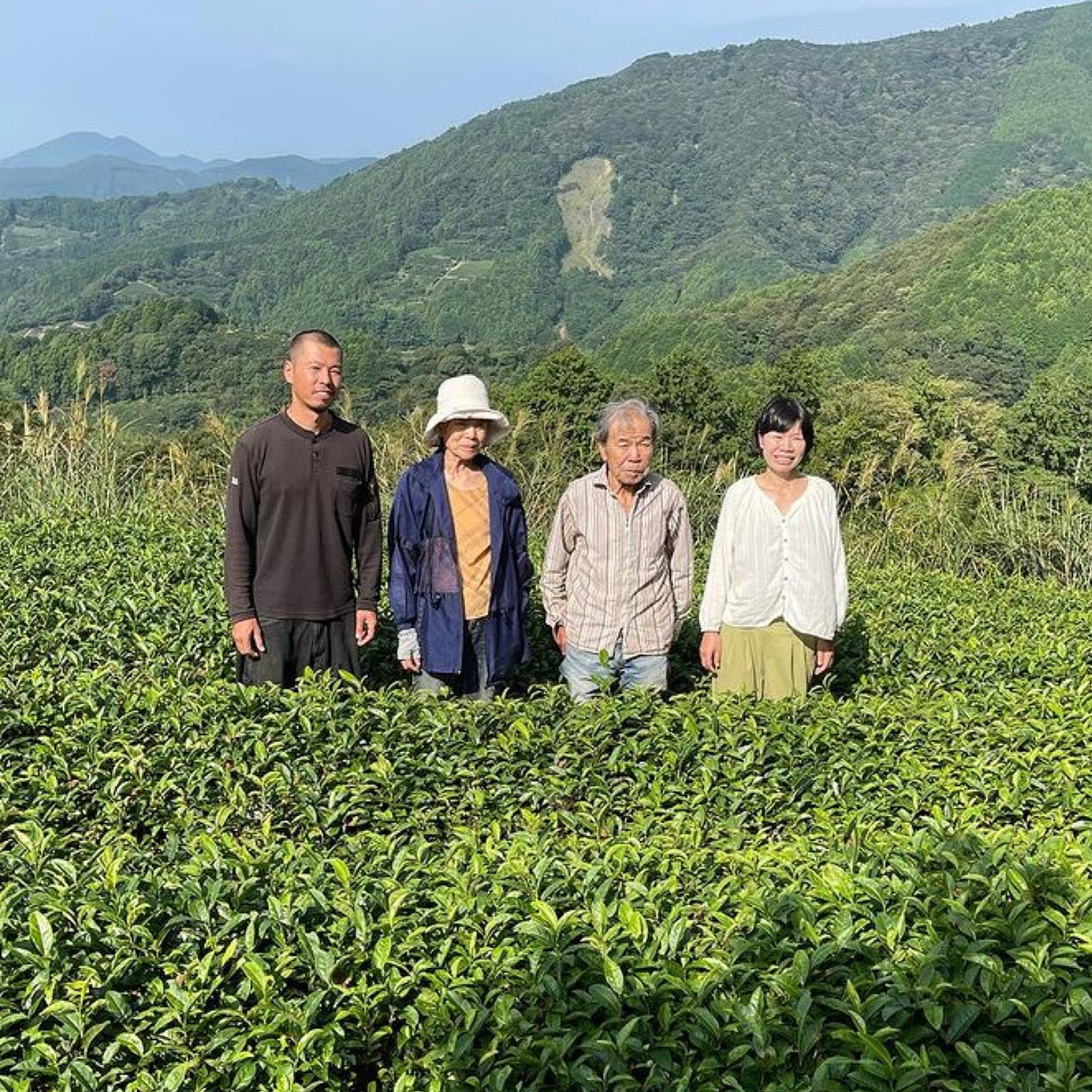 #0043.S5 NaturaliTea: 煎茶緑茶、やぶきたみどりファーストフラッシュ有機一番摘み煎茶やぶきたみどり