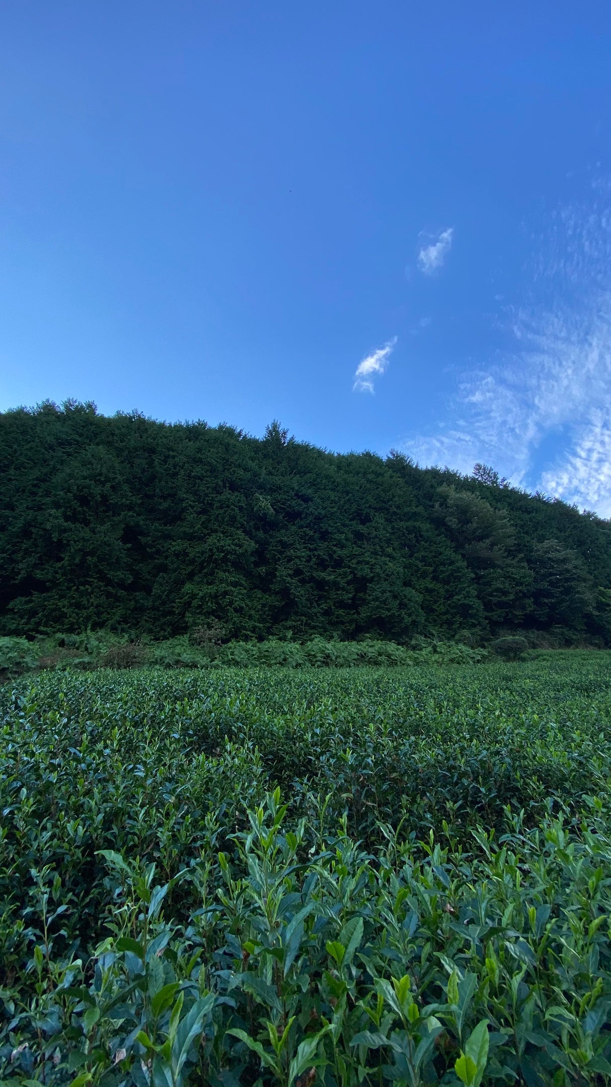#0510.K6：有機宇治玉露｜永谷茶業