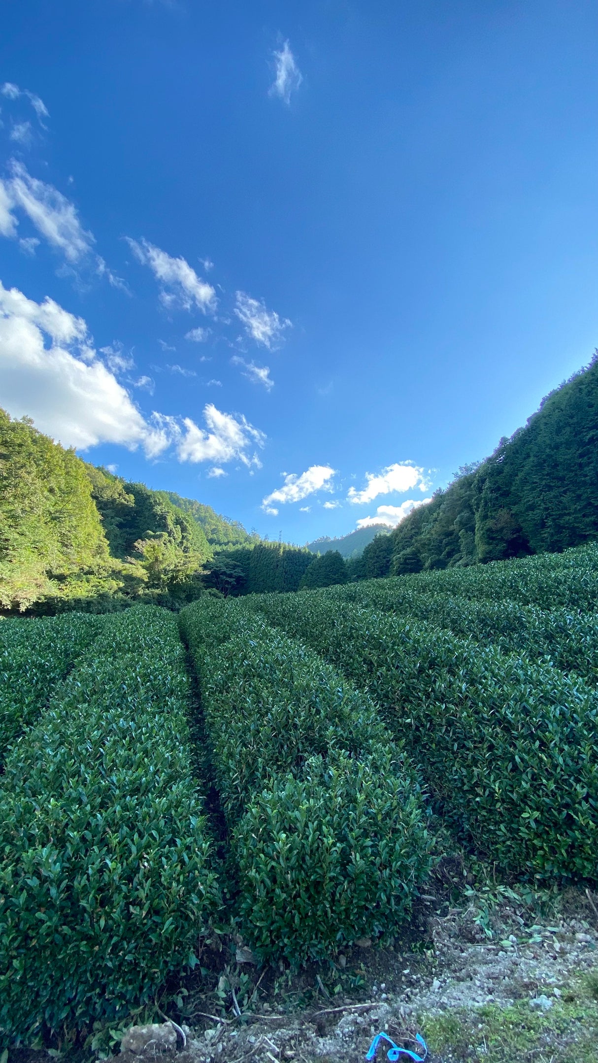 #0507.K6 永谷茶：京都宇治田原産 単一品種 玉露宇治ひかり