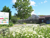 #0949.C1 Otaki Herb Garden: Dried Calendula (aka Marigold) Blossoms Grown in Chiba, Japan