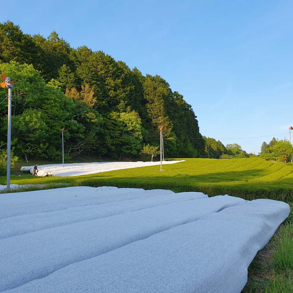 atsumi tea garden