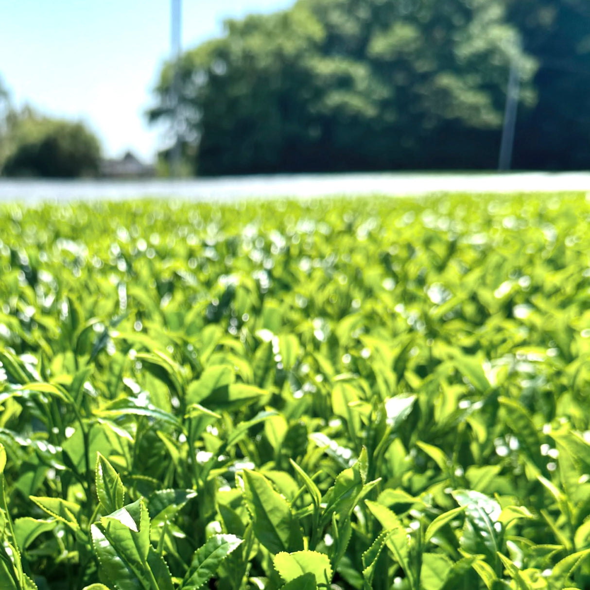 #0324.S2 Hiraoka Tea Garden: Shincha - Premium Grade Sencha "Sakura"　特上煎茶「桜」