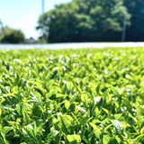 #0324.S2 Hiraoka Tea Garden: Shincha - Premium Grade Sencha "Sakura"　特上煎茶「桜」