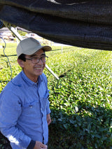 #0327.S2 Honyama Matcha from the Hills of Shizuoka Matcha - Standard Barista Grade