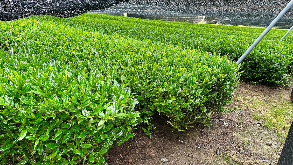 Yunomi.Dojo Lesson - Tea Professional or Connoisseur Level - Personalized Deep Dive Into Japanese Tea