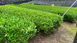 Yunomi.Dojo Lesson - Tea Professional or Connoisseur Level - Personalized Deep Dive Into Japanese Tea