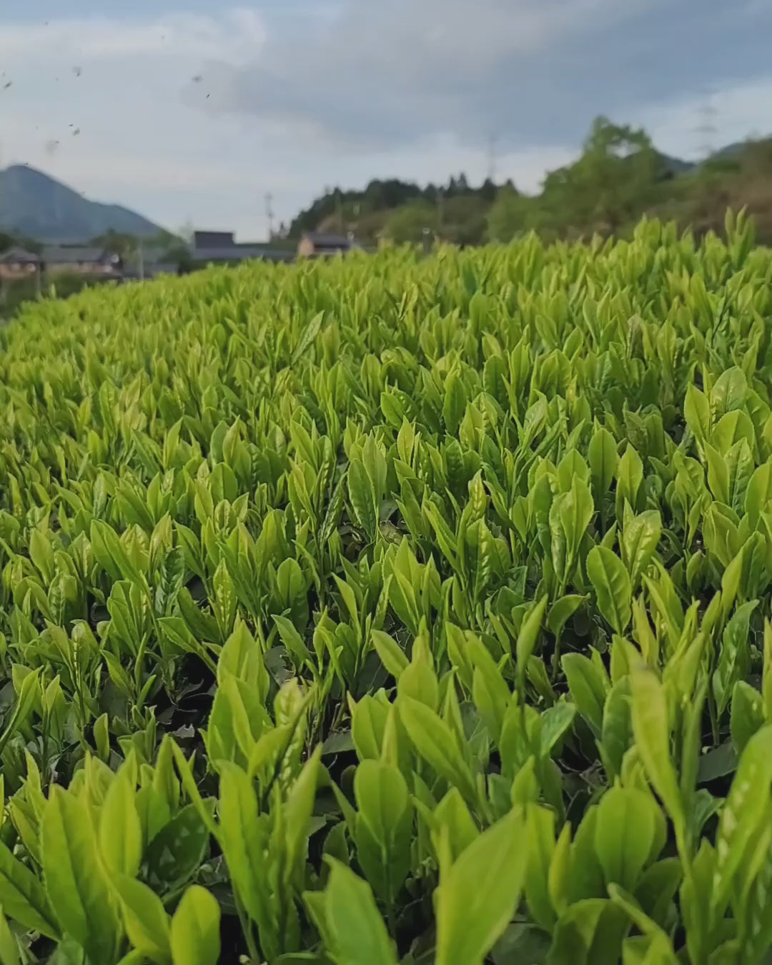 #0089.K6 あずま茶園：日本紅茶 アサヒ品種