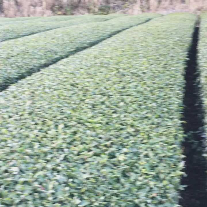 #0436.F2 Kuma Tea Garden FK033: Mountain-Grown Yame Sencha (Unshaded), Single Cultivar Kirari 31