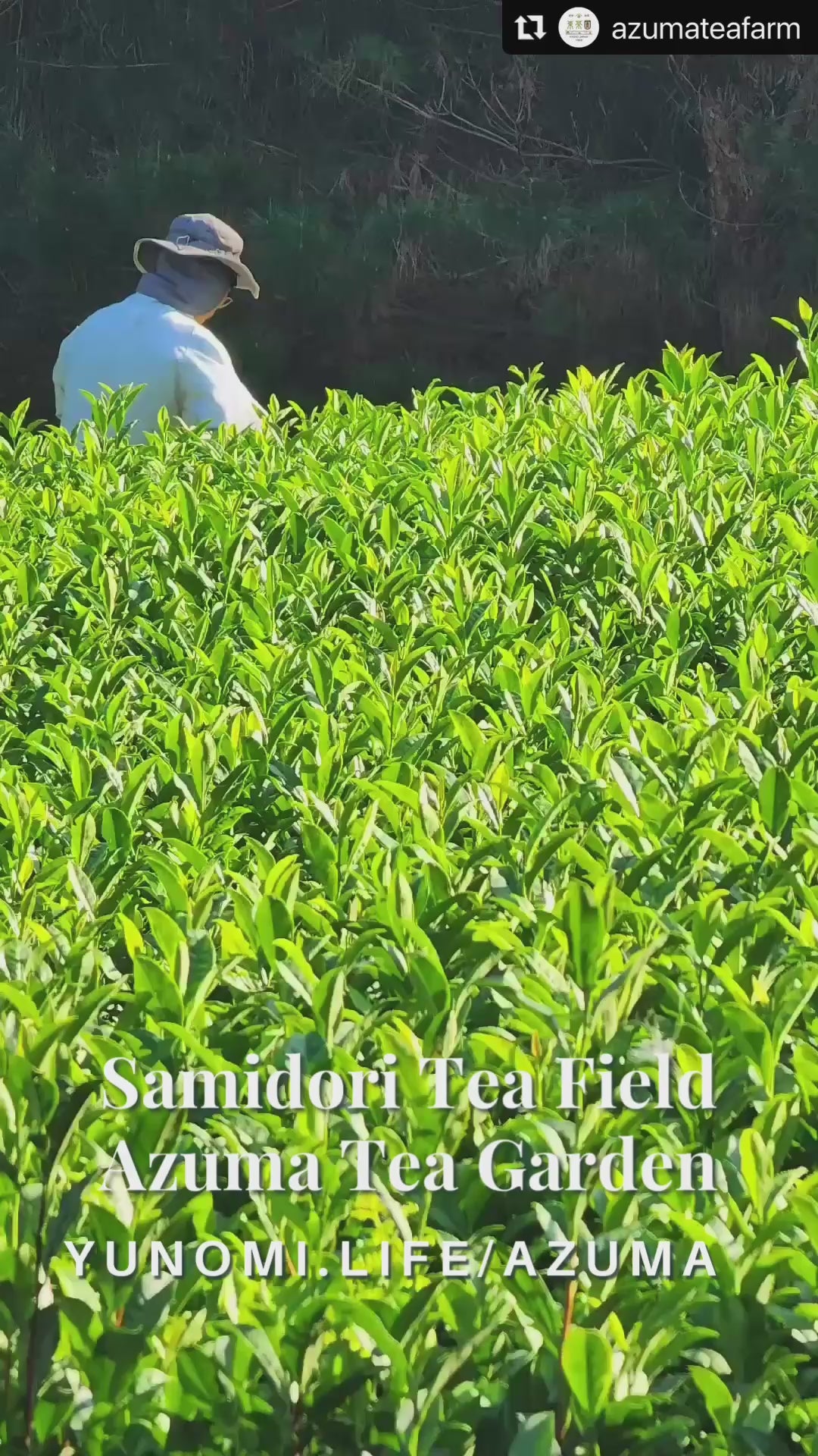 Azuma Tea Garden: Tencha Samidori, Green Tea