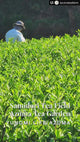 Azuma Tea Garden: Tencha Samidori, Green Tea