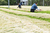 #0287.K2 Furuichi Seicha: 2026 Warakake - Straw Shaded Fukamushicha by Farmer Kuwazuru Sumiyoshi わらかけ