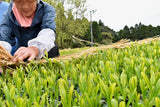 #0287.K2 Furuichi Seicha: 2026 Warakake - Straw Shaded Fukamushicha by Farmer Kuwazuru Sumiyoshi わらかけ