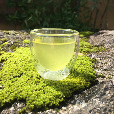 Ashigaracha Labo: Ogikubo Sencha Yabukita 2022 Micro-lot (Odawara, Kanagawa) - yumenet.live
