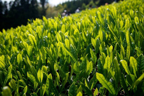 Ayumi Farms (Cyittorattu): 2022 Handpicked Shizuoka Sencha (Ultra Micro Lot, Limited Edition) 手と手で紡ぐ「手摘み煎茶」 30g - yumenet.live