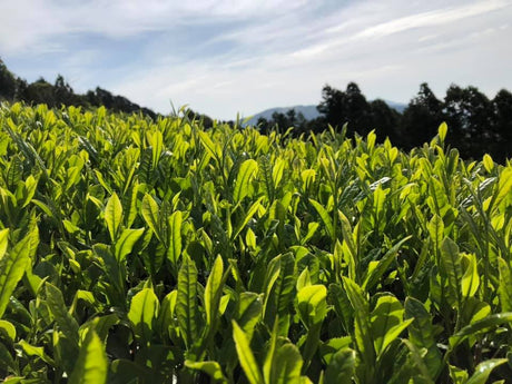 Ayumi Farms (Cyittorattu): 2022 Kukicha - Spring Leaf Stem Green Tea - yumenet.live
