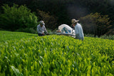 Ayumi Farms (Cyittorattu): 2022 Sencha that Laughs with the Mountains 山と笑う煎茶 - yumenet.live