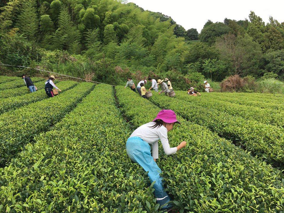 Ayumi Farms (Cyittorattu): Handpicked Wakocha (Japanese black tea, 40g bag) - yumenet.live