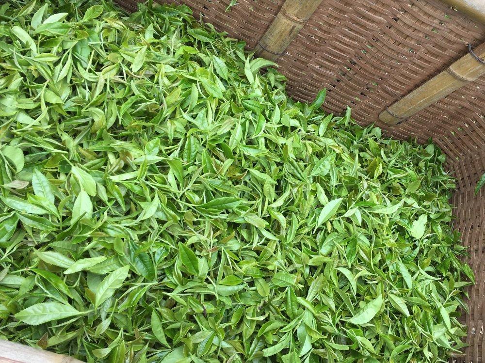 Ayumi Farms (Cyittorattu): Handpicked Wakocha (Japanese black tea, 40g bag) - yumenet.live