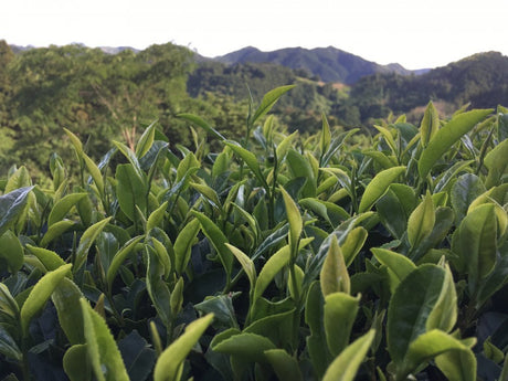 Ayumi Farms (Cyittorattu): Wha-ha-ha Three Year Bancha - yumenet.live