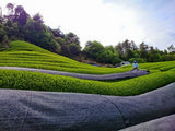 Azuma Tea Garden: All-Purpose Matcha (Premium Culinary Grade) オールパーポス抹茶 - yumenet.live