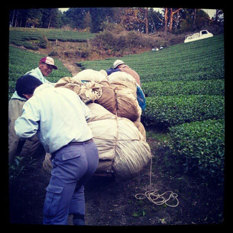Azuma Tea Garden: "Kanoyama" - Matcha Cultivar Series Okumidori, Standard Ceremonial Grade 伊の山 - yumenet.live
