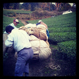 Azuma Tea Garden: Matcha Cultivar Series Kanaya Midori, Standard Ceremonial Grade - yumenet.live