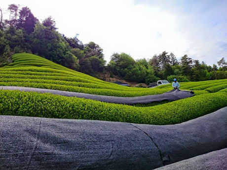 Azuma Tea Garden: "Samidori no Ka" Matcha Cultivar Series Samidori, Standard Ceremonial Grade 早緑の馨 - yumenet.live