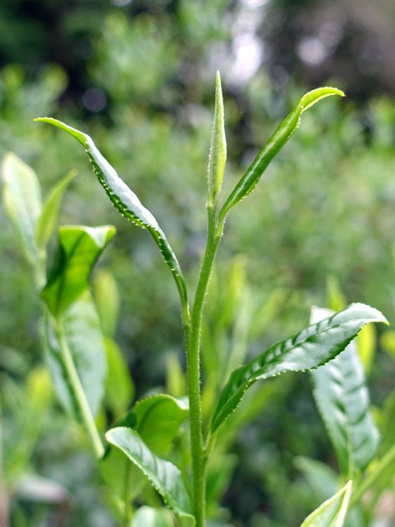 Bizenya: #02 Kohaku Platinum 21g - Sayama Green Oolong Tea 琥珀 手摘み - yumenet.live