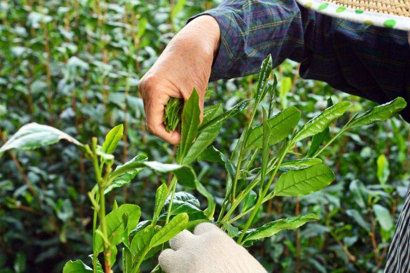 Bizenya: #03 Fukimukashi Blend - 2022 Imperial Handpicked Sayama Sencha 最高級手摘み煎茶 富貴昔 - yumenet.live