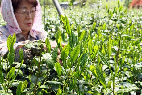 Bizenya: #07 Shimizu Mukashi Blend - Handpicked Sayama Ichoucha Sencha 手摘み萎凋香煎茶 清水昔 - yumenet.live