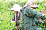 Bizenya: #08 Shourai Blend - Handpicked Sayama Hachijyuhachiya Sencha 松籟 八十八夜手摘み煎茶 - yumenet.live