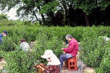 Bizenya: #09 Kohaku Platinum 21g - Okumusashi Single Cultivar Green Oolong Tea 琥珀 おくむさし - yumenet.live