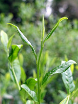 Bizenya: #09 Kohaku Platinum 21g - Okumusashi Single Cultivar Green Oolong Tea 琥珀 おくむさし - yumenet.live