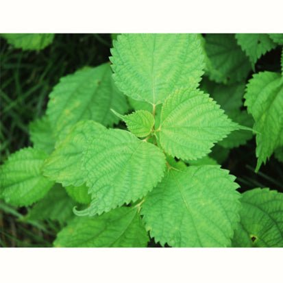 Chasandai: Ume Shiso Bancha (Plum & Perilla Green Tea Bags (5g x 8) - yumenet.live
