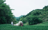 Chiyonoen Tea Garden #03: 2022 Mountain-Grown Single Cultivar Sencha, Yabukita やぶきた - yumenet.live
