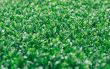 Chiyonoen Tea Garden #09: 2022 Mountain-Grown Yame Sencha, Yamakiri 特上煎茶「山霧」 - yumenet.live