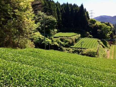 Chiyonoen Tea Garden #10: 2022 Mountain-Grown Yame Sencha, Yabukita 1955 - yumenet.live