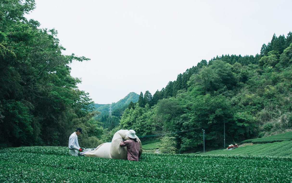 Chiyonoen Tea Garden: #17 Mountain-Grown Superior Genmaicha 上玄米茶 - yumenet.live