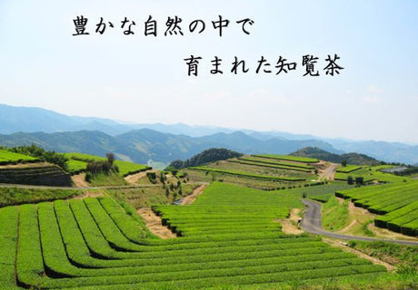Furuichi Seicha #07: Limited Edition 2022 Premium Shincha Chirancha Early First Flush Fukamushicha 特上知覧茶新茶 - yumenet.live