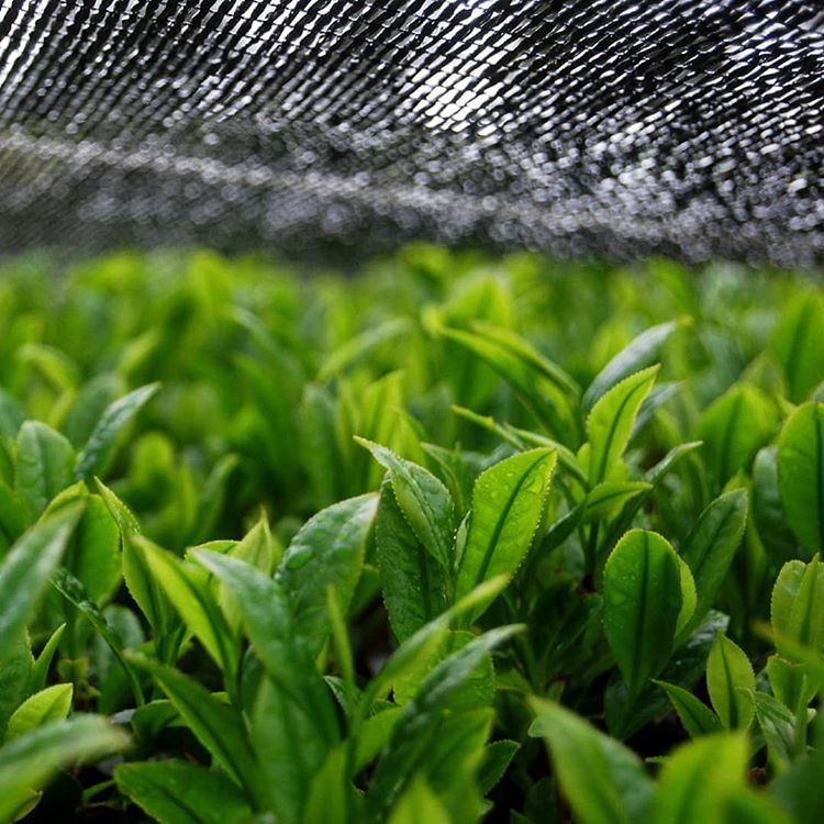 Hachimanjyu Yakushima Tea: 2022 Premium Spring Sencha Green Tea (Yabukita & Asatsuyu, Limited Quantity) 屋久島茶 有機緑茶 - yumenet.live