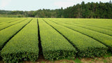Hachimanjyu Yakushima Tea: 2022 Premium Spring Sencha Green Tea (Yabukita & Asatsuyu, Limited Quantity) 屋久島茶 有機緑茶 - yumenet.live