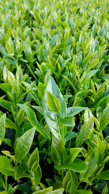 Hachimanjyu Yakushima Tea: 2022 Premium Spring Sencha Green Tea (Yabukita & Asatsuyu, Limited Quantity) 屋久島茶 有機緑茶 - yumenet.live