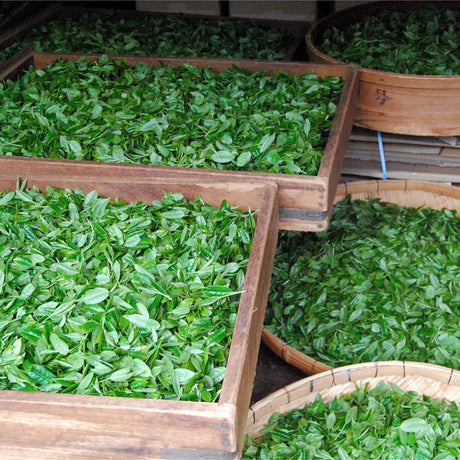 Hachimanjyu Yakushima Tea: 2022 Premium Spring Sencha Green Tea (Yabukita & Asatsuyu, Limited Quantity) 屋久島茶 有機緑茶 - yumenet.live