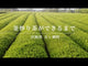 PREORDER available June 🍵 2026 #0485.M3 Miyazaki Sabou MY05: Naturally Grown Kamairicha Green Tea - Takachiho Single Cultivar