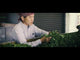 (while stock lasts) #0719.J1 Yoshida Tea Garden: Sashimacha Izumi First Flush, Single Cultivar Black Tea