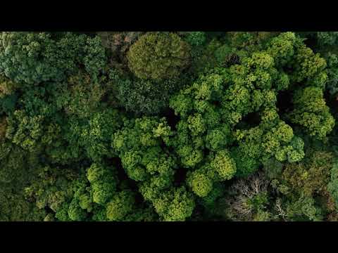 #0648.M1 Takeo Tea Farm: 2026 Organic Bancha Green Tea, Satsuki no Aoyanagi, May harvest 五月の青柳