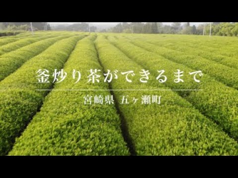#0484.M3 Miyazaki Sabou: 2026 Organic Kamairicha Green Tea - Yabukita Single Cultivar - Reserve 有機釜炒り茶【特選】