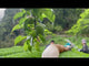 Kajihara Tea Garden