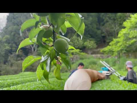 #0353.K5 Kajihara Tea Garden: #04 Homemade Lemongrass and Kamairicha Herb Tea